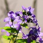 Image: Third image from the photoset 'escher blummen (cxi)'.