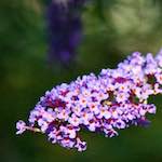 Image: Sixth image from the photoset 'escher blummen (cxi)'.