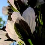 Image: Seventh image from the photoset 'escher blummen (cxi)'.