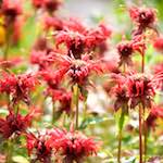 Image: Eighth image from the photoset 'escher blummen (cxi)'.