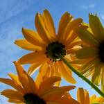 Image: Ninth image from the photoset 'escher blummen (cxi)'.