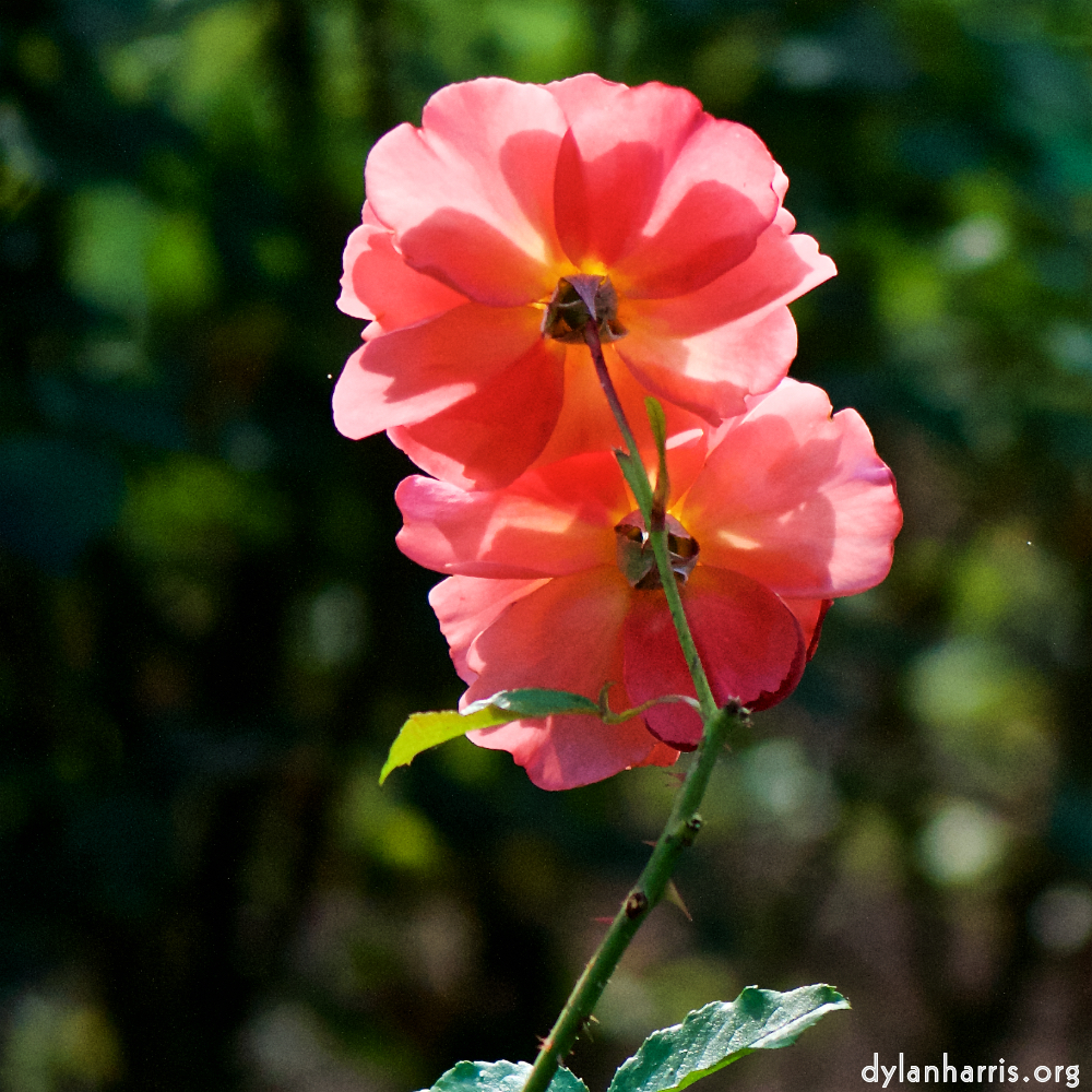 Image: Image 'escher blummen (cxii) 1'.