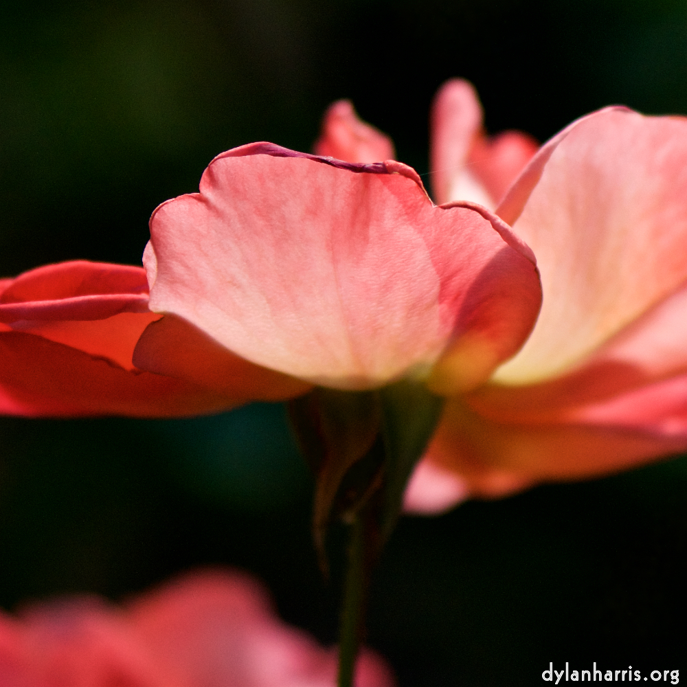 image: This is &lsquo;flowers of esch (cxii) 2&rsquo;.