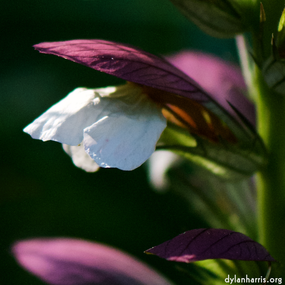 image: This is &lsquo;flowers of esch (cxii) 6&rsquo;.