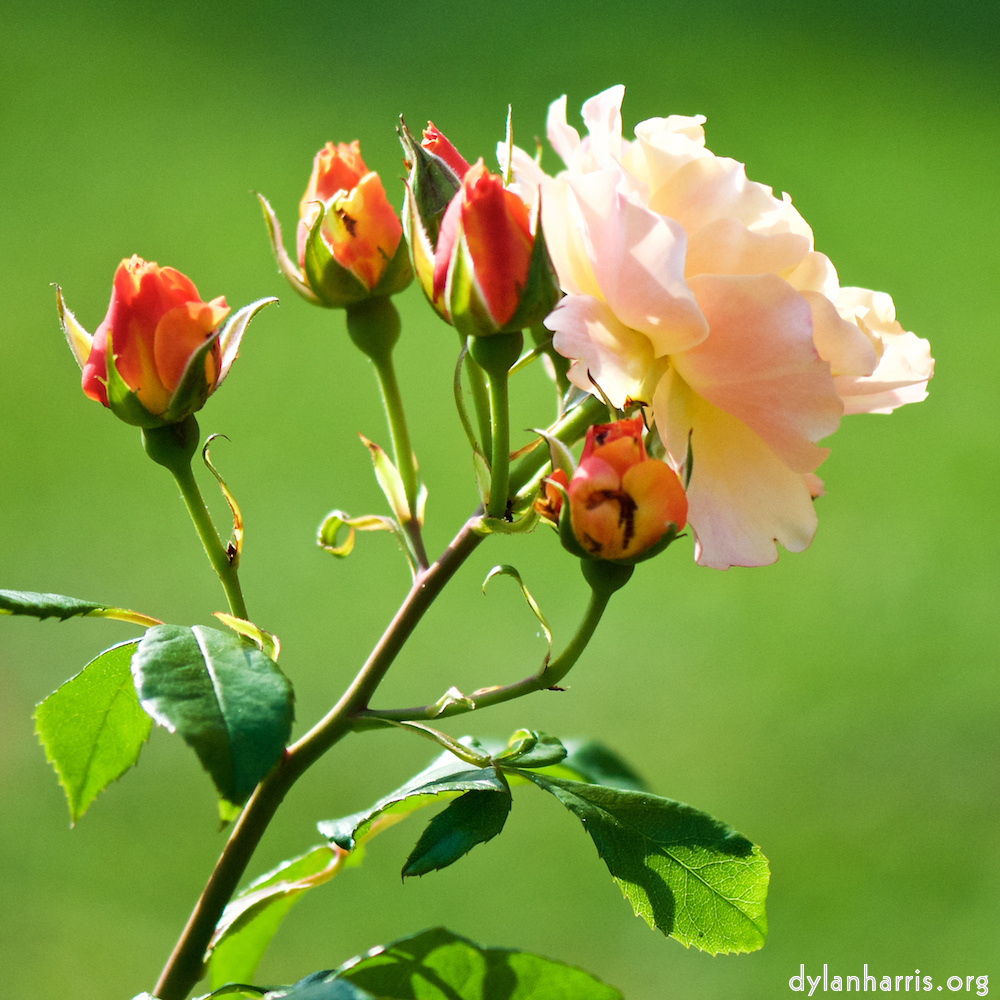 Image: Image 'escher blummen (cxii) 7'.