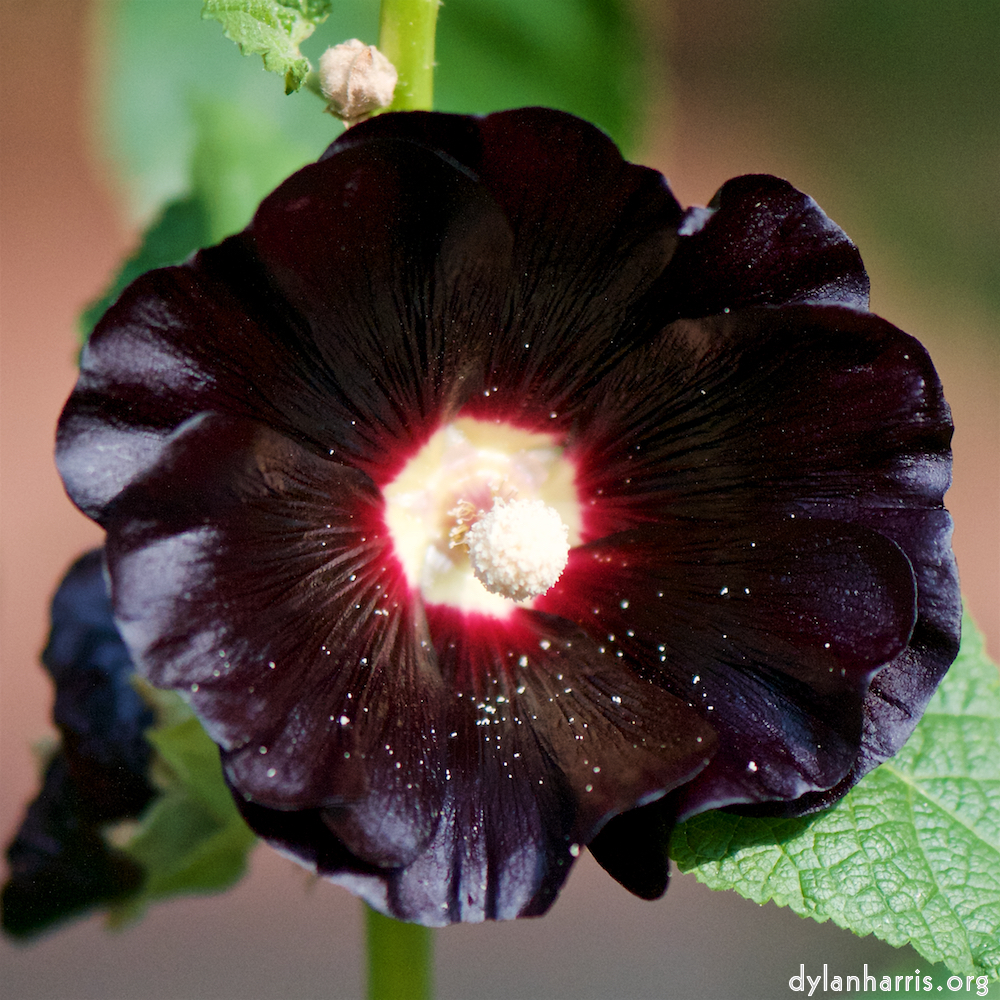 Image: Image 'escher blummen (cxii) 8'.