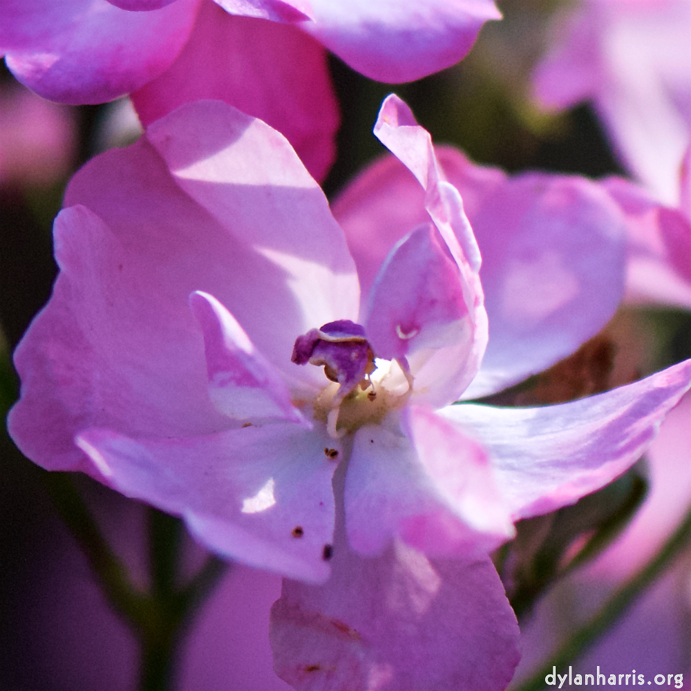 Image: Image 'escher blummen (cxii) 9'.