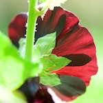 Image: Fourth image from the photoset 'escher blummen (cxii)'.