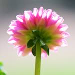 image: flower undershot