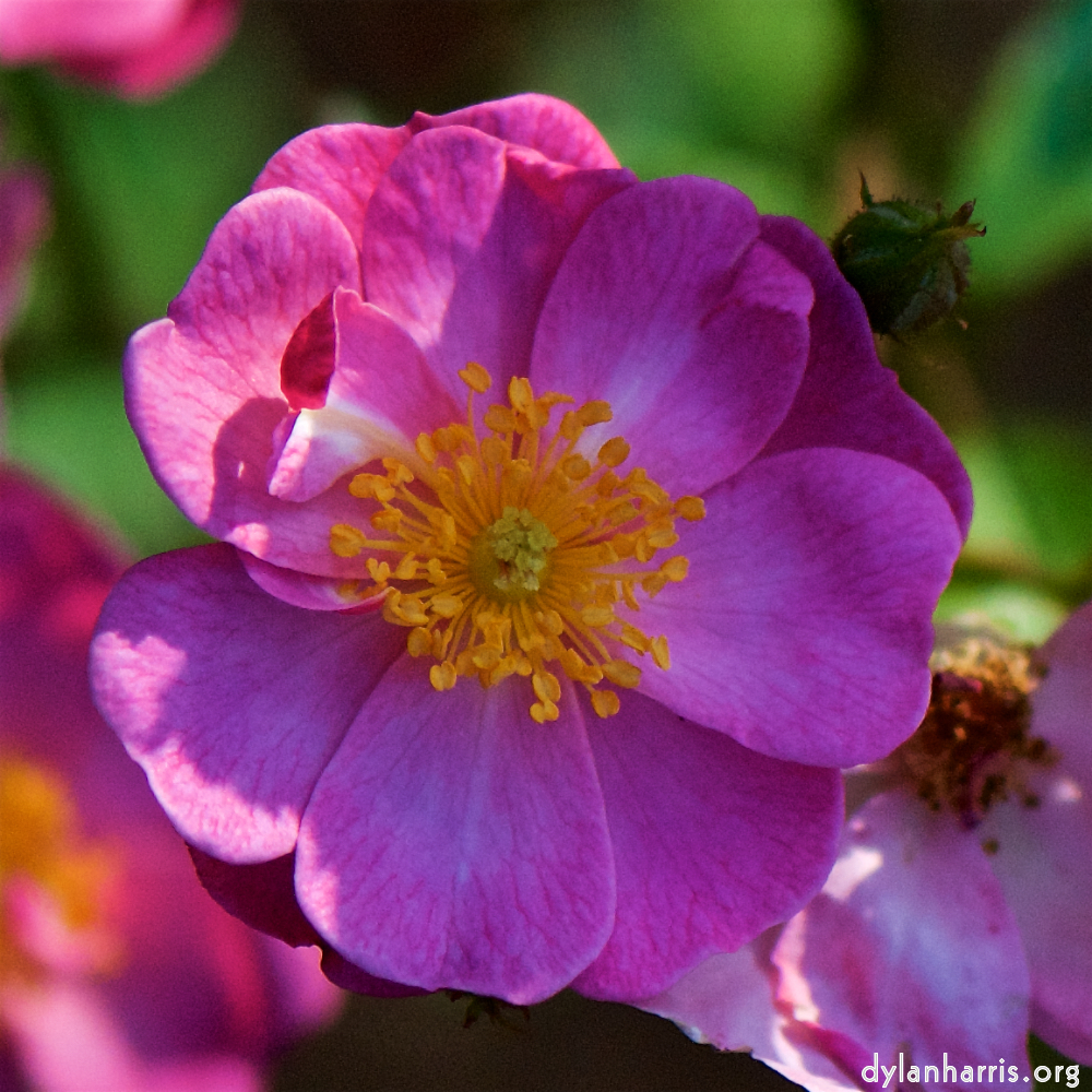 Image: Image 'escher blummen (cxiii) 1'.