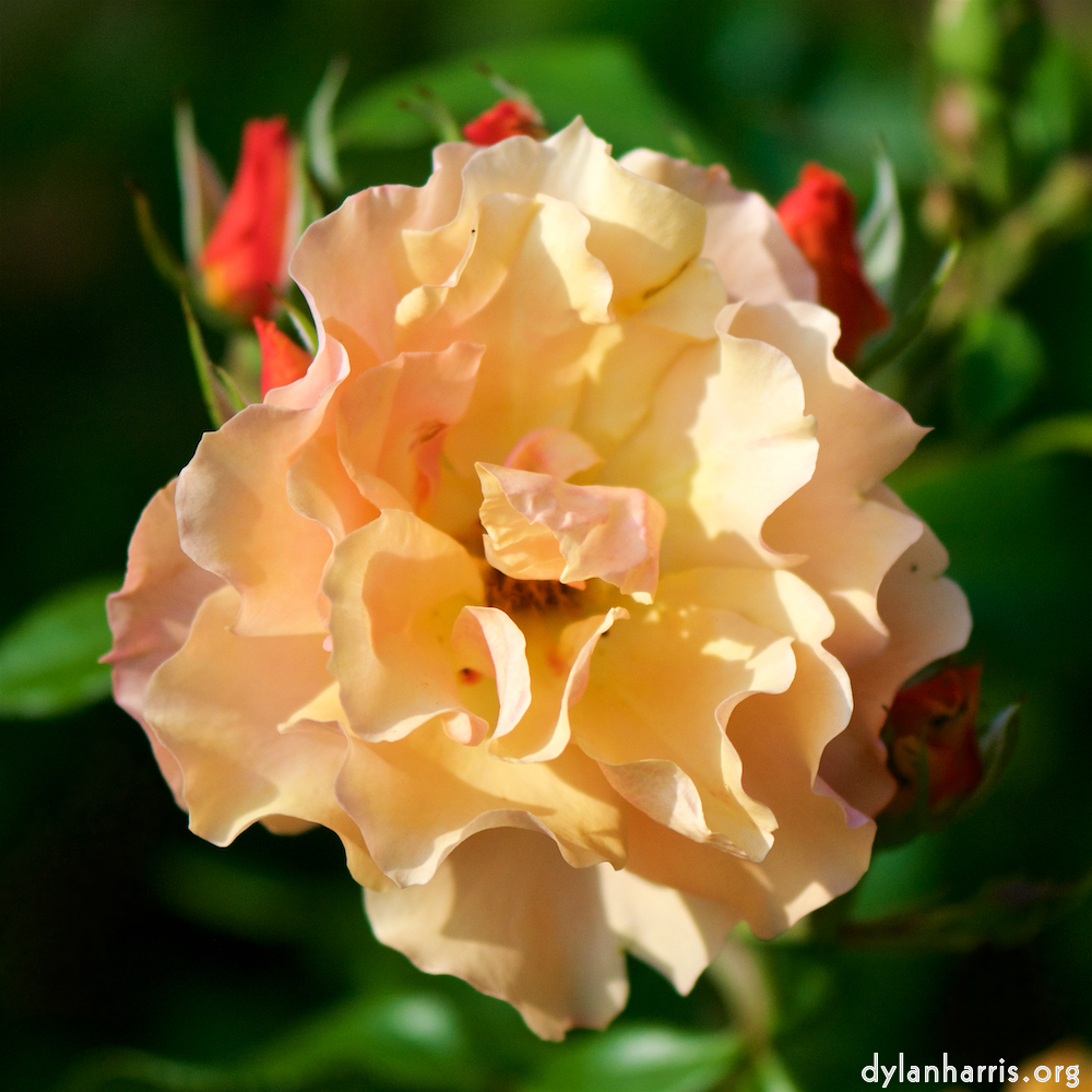 Image: Image 'escher blummen (cxiii) 2'.