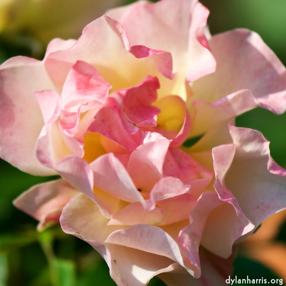 Image: Image 'escher blummen (cxiii) 6'.