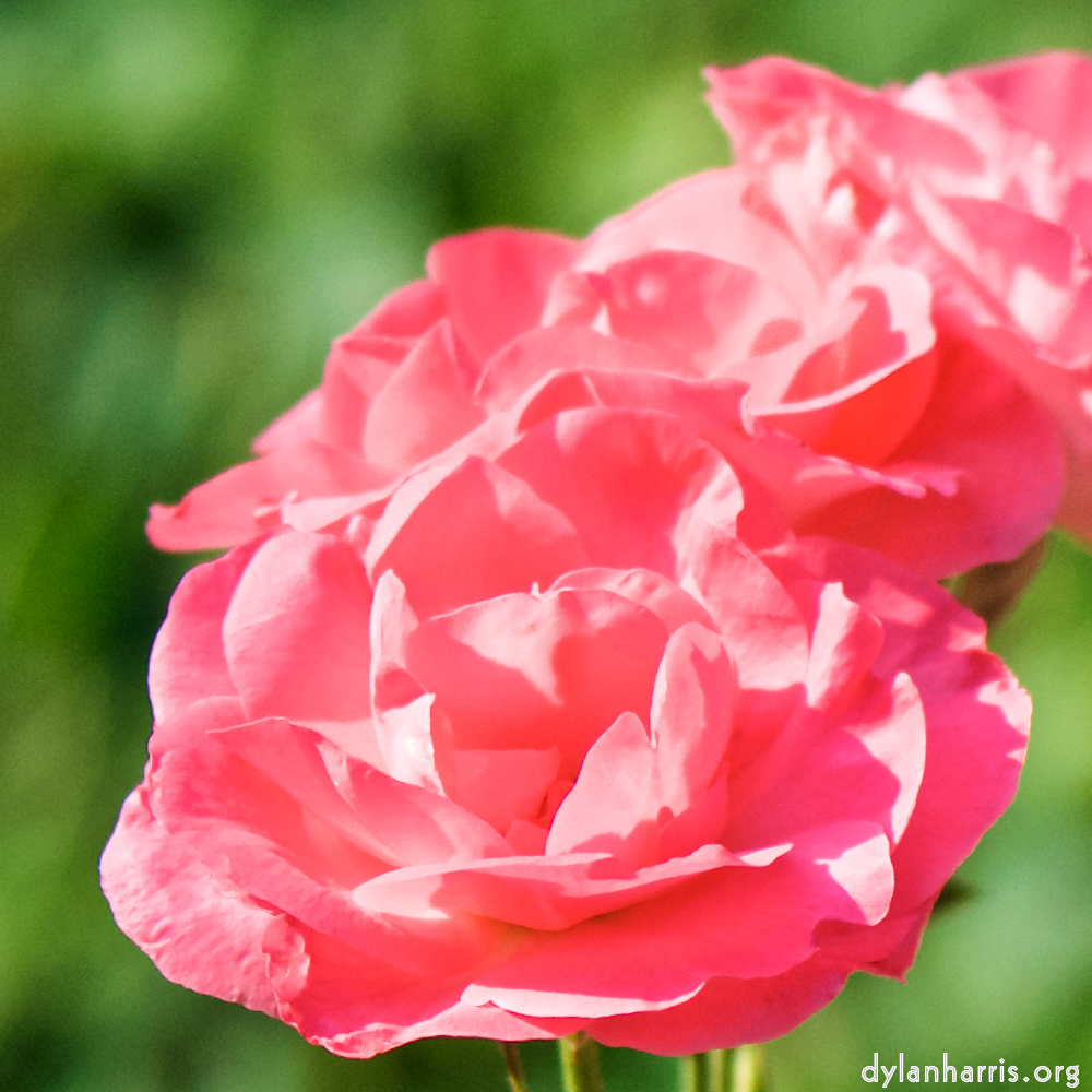 Image: Image 'escher blummen (cxiii) 7'.