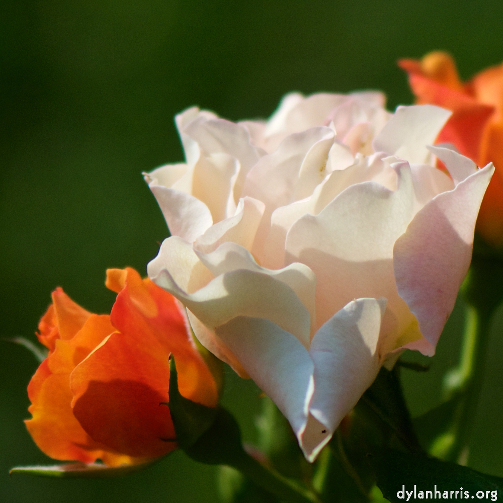 image: This is &lsquo;flowers of esch (cxiii) 9&rsquo;.