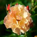 Image: Second image from the photoset 'escher blummen (cxiii)'.