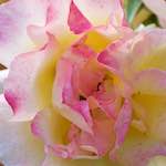 Image: Fourth image from the photoset 'escher blummen (cxiii)'.