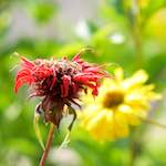 Image: Fifth image from the photoset 'escher blummen (cxiii)'.