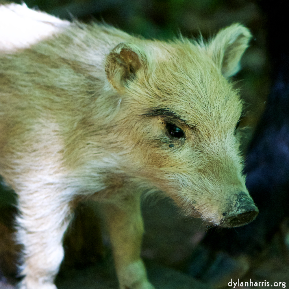 image: Image 'esch&ndash;sur&ndash;alzette (xxix) 1', at Escher D&eacute;iereesch.