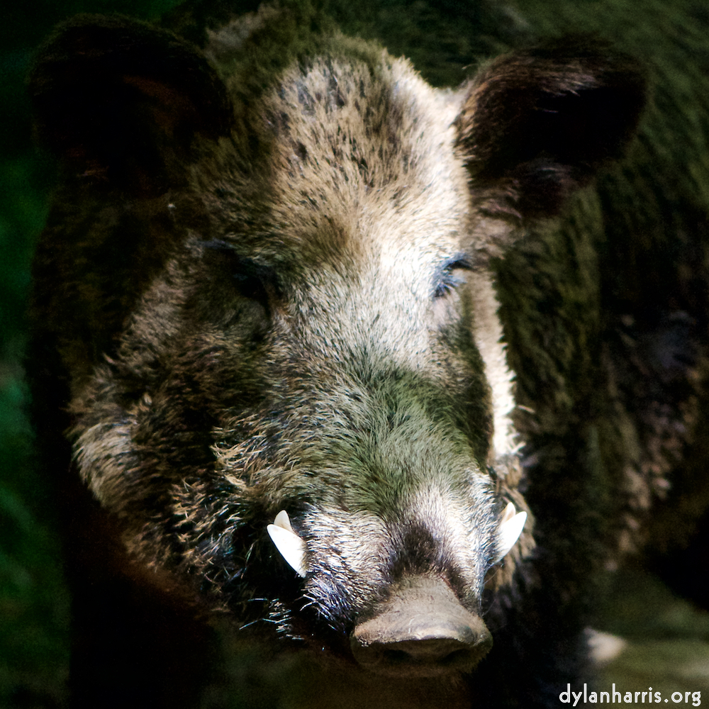 image: Image 'esch&ndash;sur&ndash;alzette (xxix) 2', at Escher D&eacute;iereesch, head and torso of a doe.
