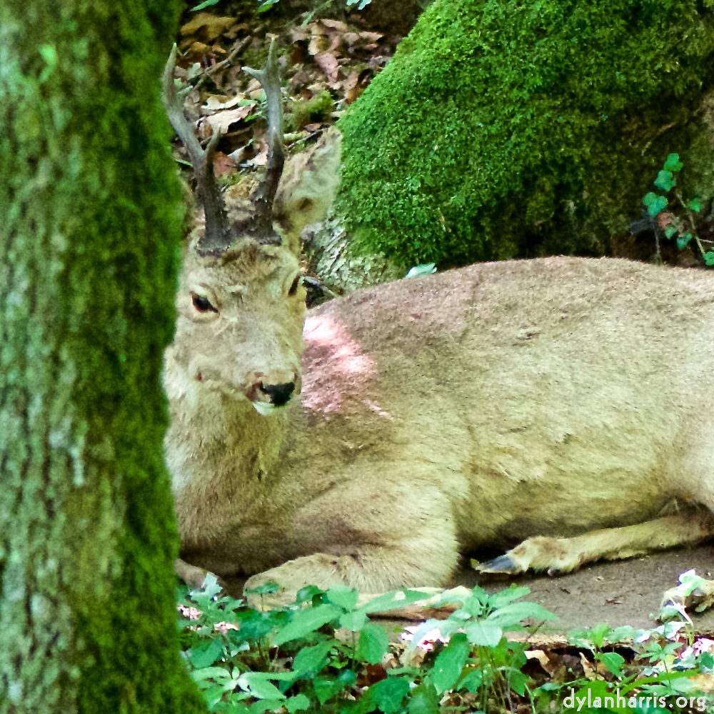 image: Image 'esch&ndash;sur&ndash;alzette (xxix) 4', at Escher D&eacute;iereesch, a doe realises I&rsquo;ve no treats.