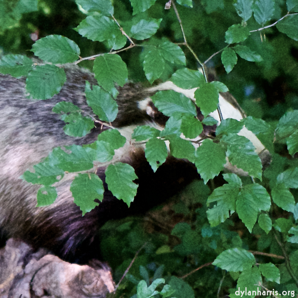 image: Image 'esch&ndash;sur&ndash;alzette (xxix) 5', of daffodils.