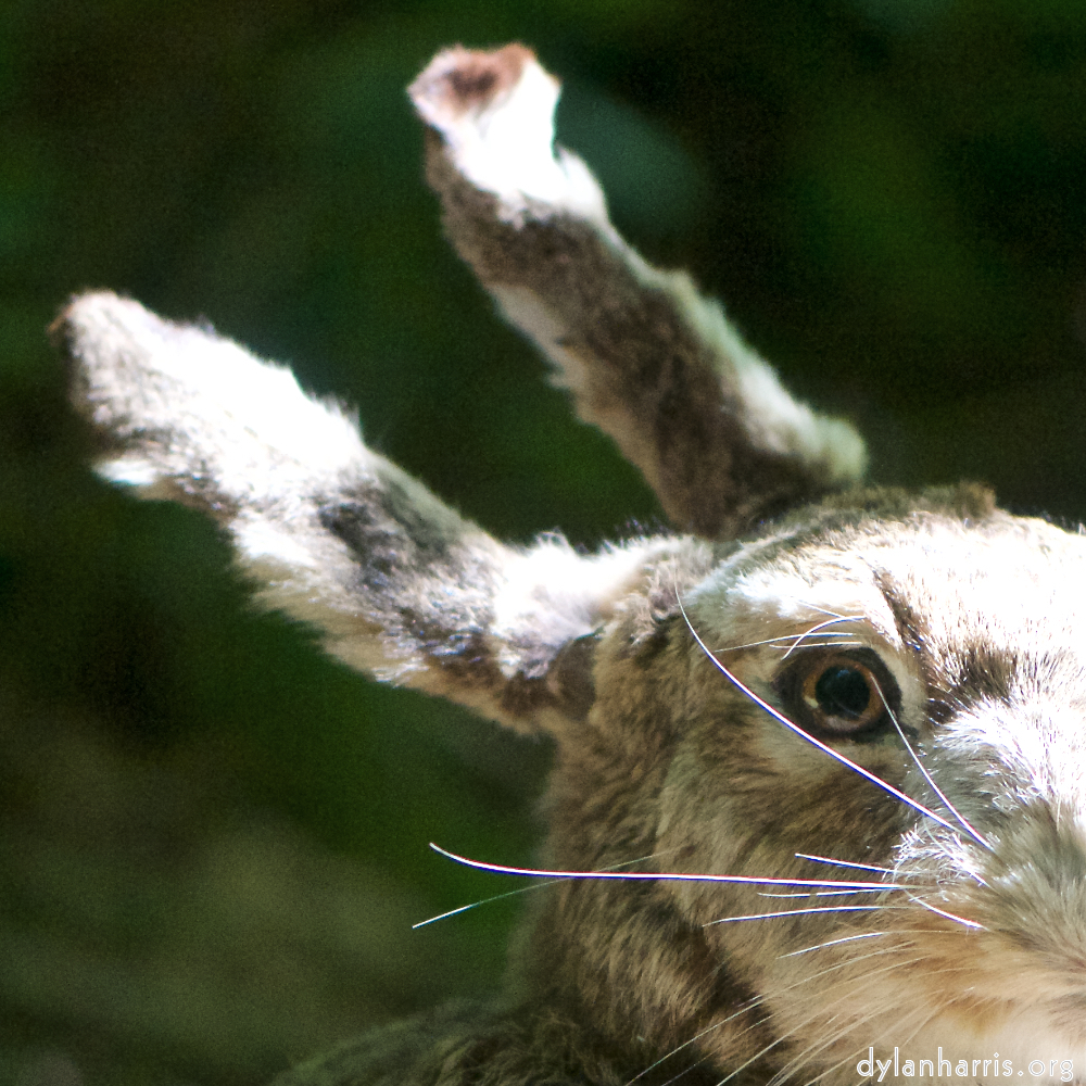 image: Image 'esch&ndash;sur&ndash;alzette (xxix) 6', of daffodils.