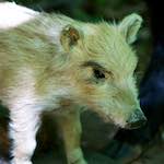 image: Image from the photoset &lsquo;esch&ndash;sur&ndash;alzette (xxix)&rsquo;.