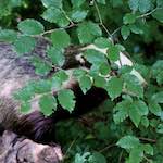 image: Image from the photoset &lsquo;esch&ndash;sur&ndash;alzette (xxix)&rsquo;.