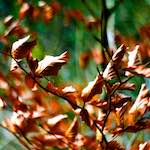 image: Image from the photoset &lsquo;terres rouges (xi)&rsquo;.