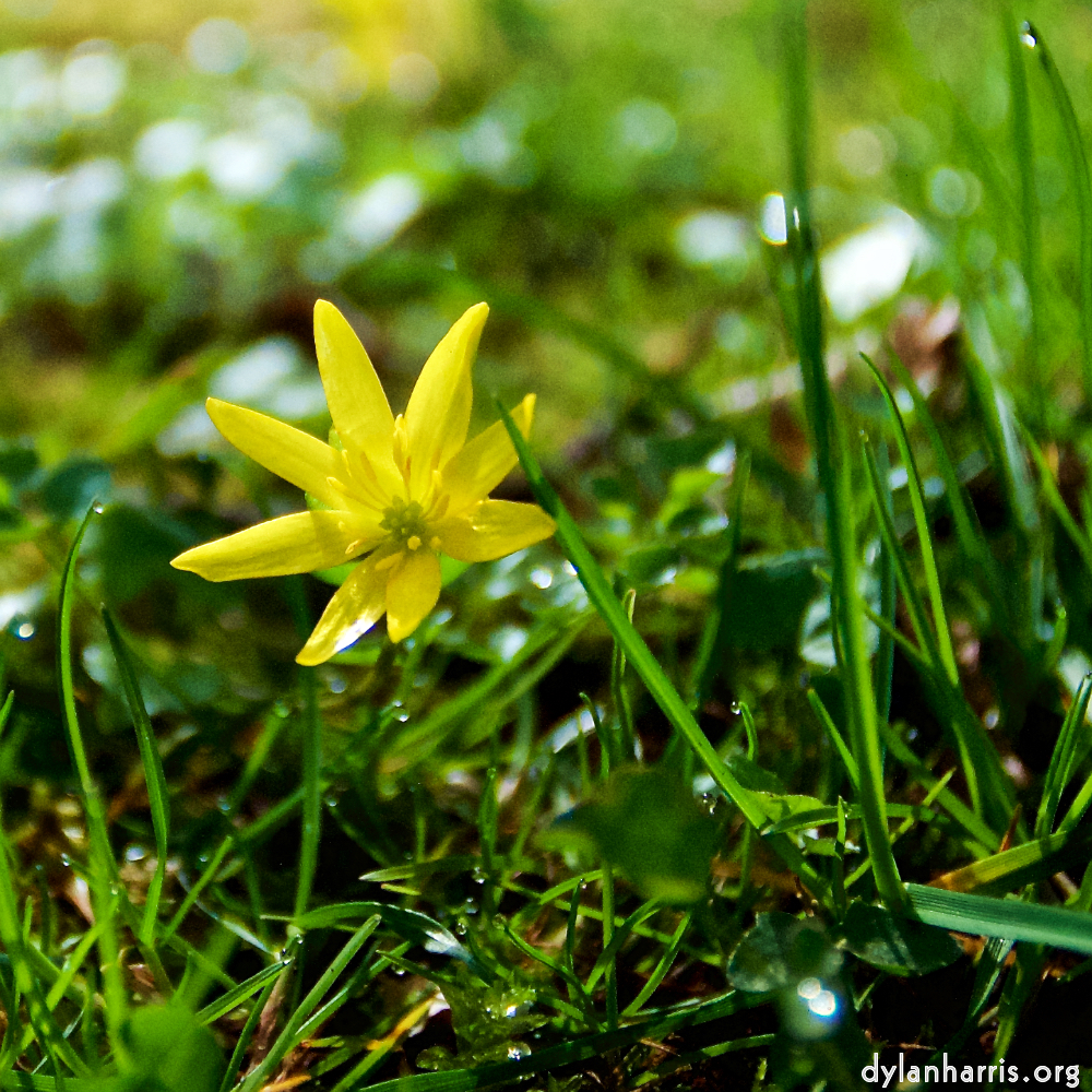 image: This is &lsquo;escher blummen (lxxx) 3&rsquo;.