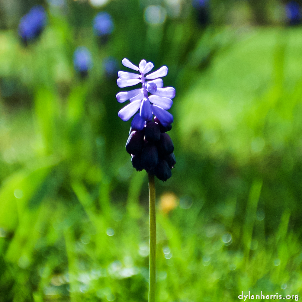 Image: Image 'escher blummen (lxxx) 4'.