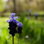 Image: Second image from the photoset 'escher blummen (lxxx)'.