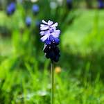 Image: Fourth image from the photoset 'escher blummen (lxxx)'.