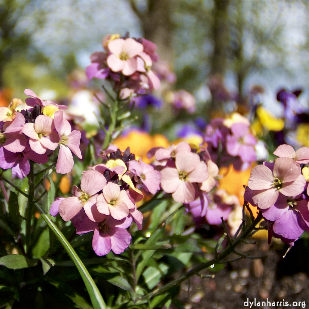 Image: Image 'escher blummen (lxxxi) 4'.