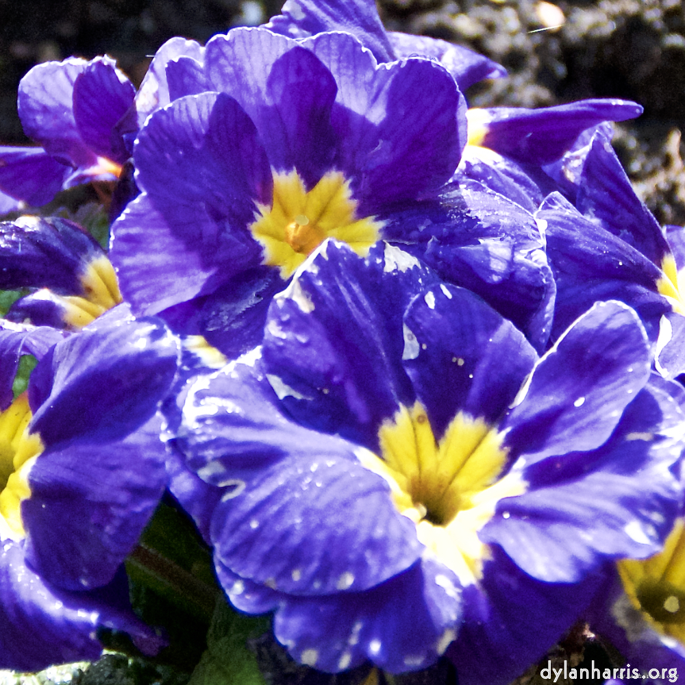 Image: Image 'escher blummen (lxxxi) 5'.