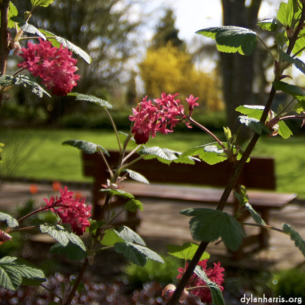 Image: Image 'escher blummen (lxxxii) 1'.