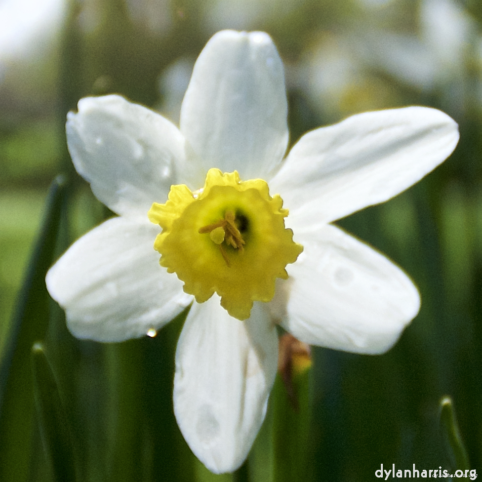 image: This is &lsquo;escher blummen (lxxxii) 2&rsquo;.