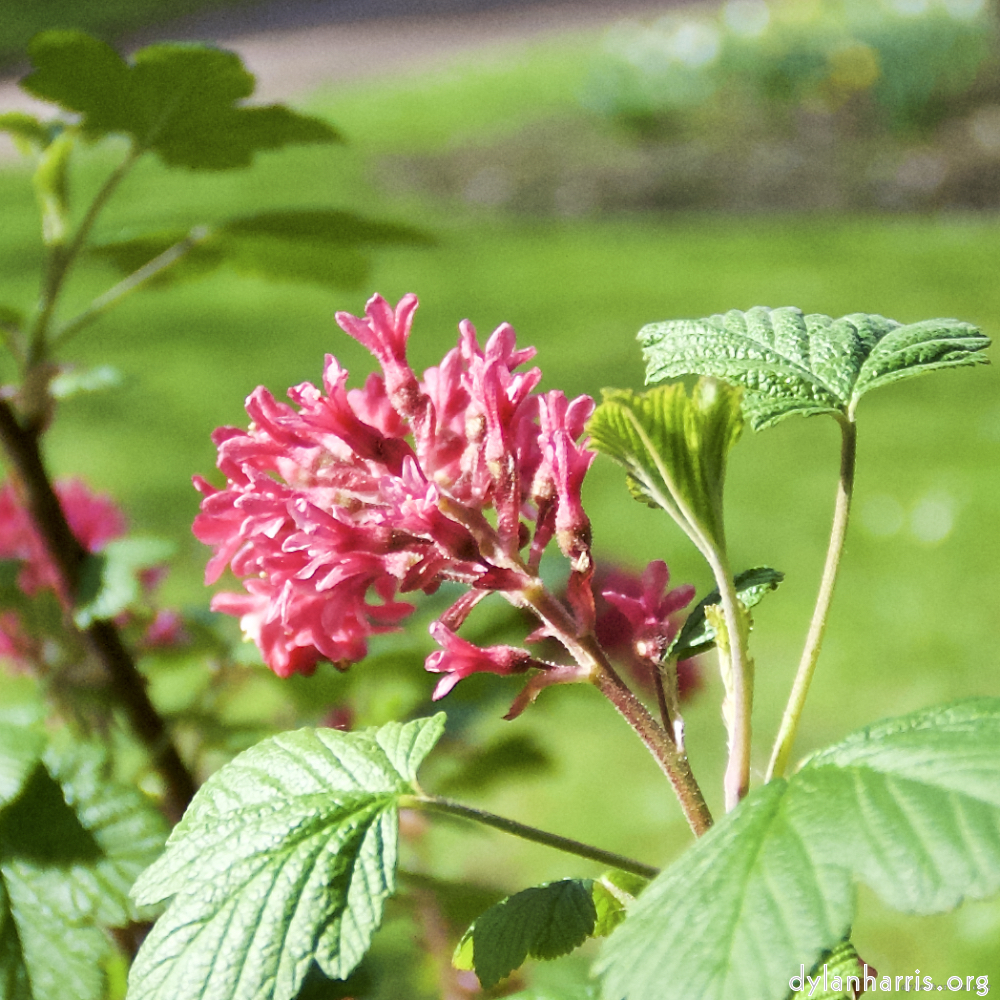 Image: Image 'escher blummen (lxxxii) 3'.