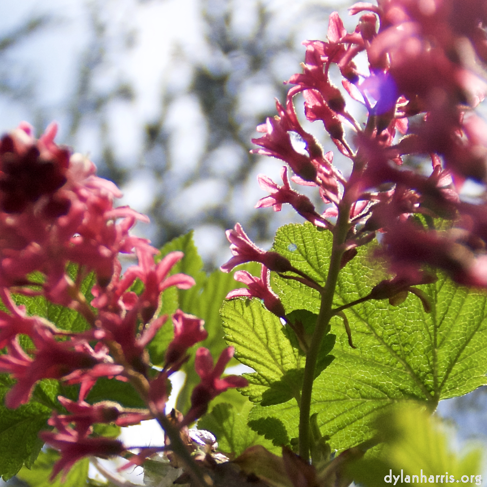 Image: Image 'escher blummen (lxxxii) 5'.