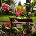 Image: First image from the photoset 'escher blummen (lxxxii)'.