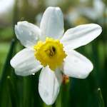 Image: Second image from the photoset 'escher blummen (lxxxii)'.