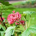 Image: Third image from the photoset 'escher blummen (lxxxii)'.