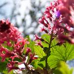 Image: Fifth image from the photoset 'escher blummen (lxxxii)'.