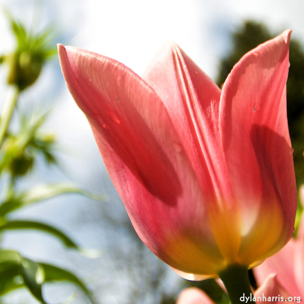 image: This is &lsquo;escher blummen (lxxxiii) 1&rsquo;.