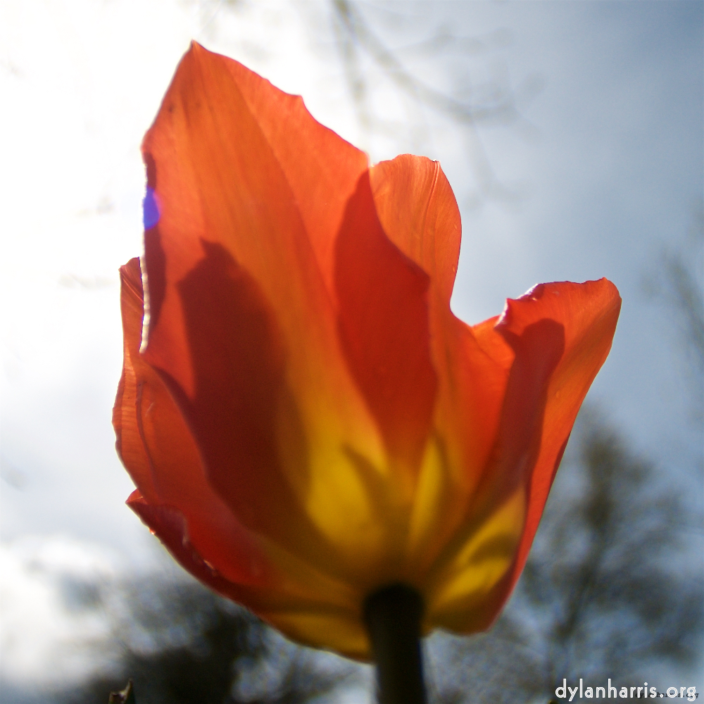 image: This is &lsquo;escher blummen (lxxxiii) 2&rsquo;.