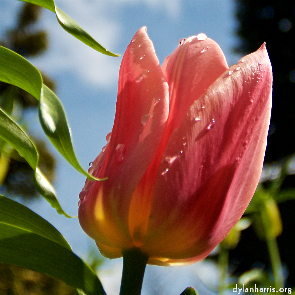 image: This is &lsquo;escher blummen (lxxxiii) 5&rsquo;.