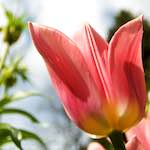 image: Image from the photoset &lsquo;escher blummen (lxxxiii)&rsquo;.