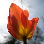 image: Image from the photoset &lsquo;escher blummen (lxxxiii)&rsquo;.