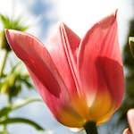 image: Image from the photoset &lsquo;escher blummen (lxxxiii)&rsquo;.