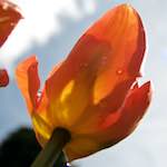 image: Image from the photoset &lsquo;escher blummen (lxxxiii)&rsquo;.